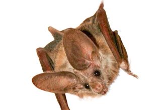 Rabid Bats. The natural habitat for the California leaf-nosed bat is the  Sonoran and Mojave Desert scrub habitats in the Colorado Rivervalley in southern California, Credit: National Wildlife Service