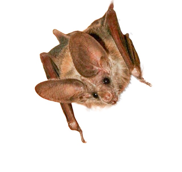 Rabid Bats. The natural habitat for the California leaf-nosed bat is the  Sonoran and Mojave Desert scrub habitats in the Colorado Rivervalley in southern California, Credit: National Wildlife Service