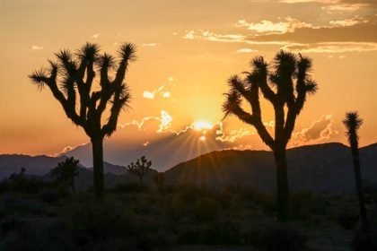 Government Shutdown. The sun sets behind Joshua trees and mountains at Joshua Tree National Park, a vast protected area in Southern California known for its rugged rock formations and stark desert landscapes, on Aug. 26, 2025. Credit: Photo by Tayfun Coskun, Anadolu via Getty Images