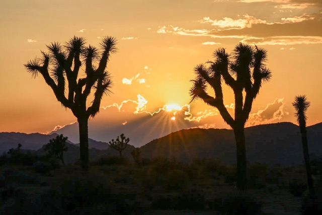Government Shutdown. The sun sets behind Joshua trees and mountains at Joshua Tree National Park, a vast protected area in Southern California known for its rugged rock formations and stark desert landscapes, on Aug. 26, 2025. Credit: Photo by Tayfun Coskun, Anadolu via Getty Images