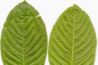 Kratom-Based Products. Manuel Jebauer via Wikipedia Commons