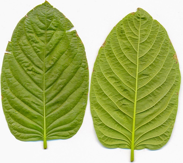 Kratom-Based Products. Manuel Jebauer via Wikipedia Commons