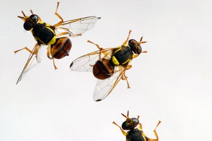 fruit fly.