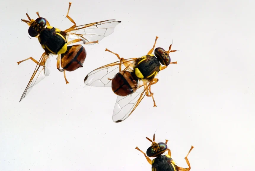 fruit fly.