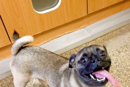Pet Adoptions
