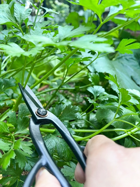 Pruning. Jessica Damiano