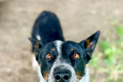 Quartz, a 2 year old, 42 lb, male Australian Cattle Dog located at the Riverside Shelter Credit: RCDAS.org