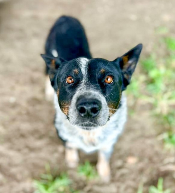 Quartz, a 2 year old, 42 lb, male Australian Cattle Dog located at the Riverside Shelter Credit: RCDAS.org