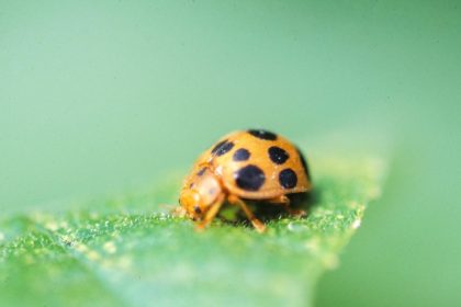 Gardening. A squash beetle on a leaf.  Credit: Gerald Holmes/Strawberry Center/Cal Poly San Luis Obispo/Bugwood.org via AP