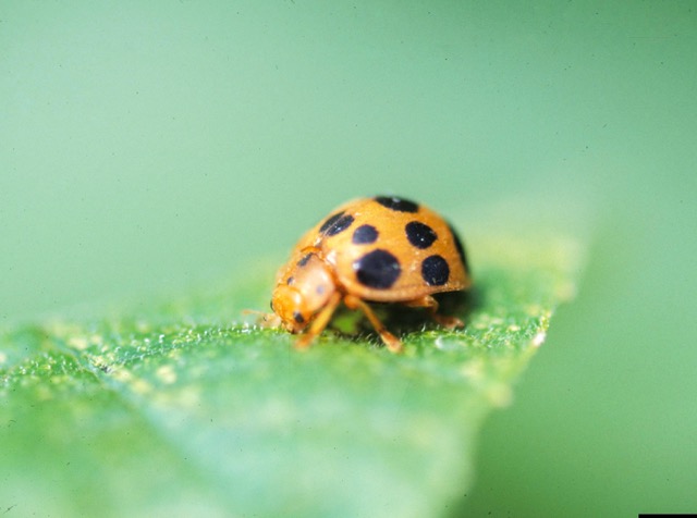 Gardening. A squash beetle on a leaf.  Credit: Gerald Holmes/Strawberry Center/Cal Poly San Luis Obispo/Bugwood.org via AP