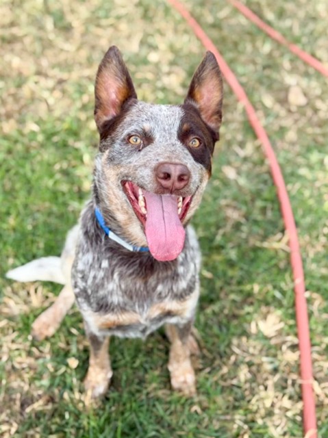 Benji. Animal Services Chief