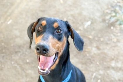 Animal Services Chief. Mars