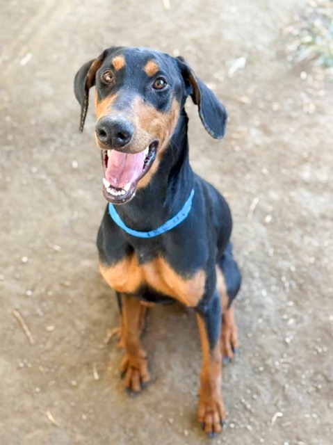 Animal Services Chief. Mars