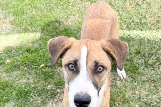 Newt, a 1 year old, 43 lb, German Shepherd Border Collie Mix at the San Jacinto Shelter Credit: RCDAS