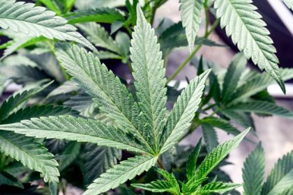 Indoor Marijuana Grow