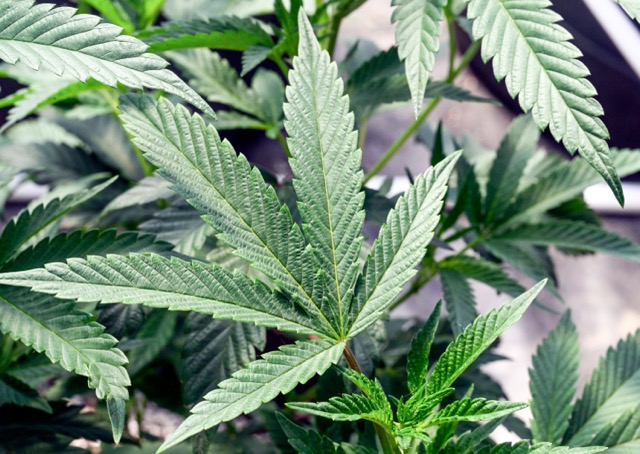 Indoor Marijuana Grow