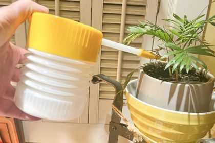 House plants. Diatomaceous earth, a natural insecticide, is administered to a plant’s soil surface on Long Island, N.Y. on Jan. 12, 2026.  Credit: Jessica Damiano via AP