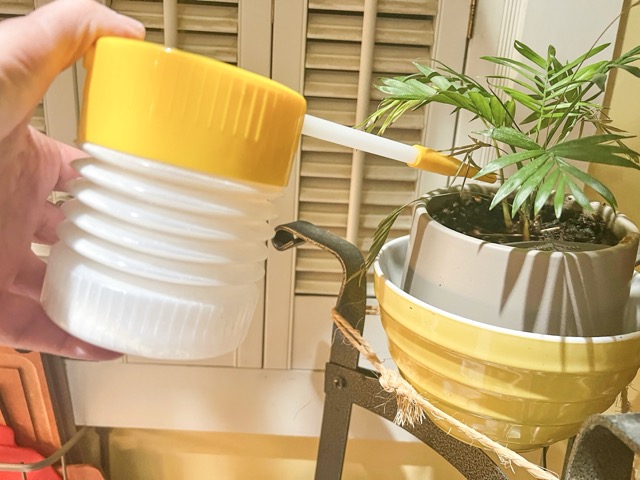 House plants. Diatomaceous earth, a natural insecticide, is administered to a plant’s soil surface on Long Island, N.Y. on Jan. 12, 2026.  Credit: Jessica Damiano via AP