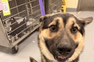 Fee Waivers. Lightning, a 1 year old, 70 lb Shepherd mix, at the San Jacinto Shelter. RCDAS