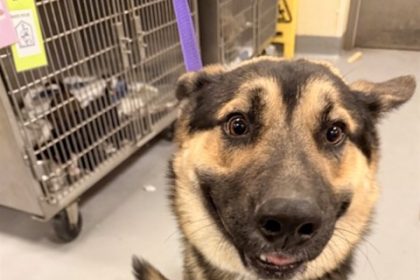 Fee Waivers. Lightning, a 1 year old, 70 lb Shepherd mix, at the San Jacinto Shelter. RCDAS