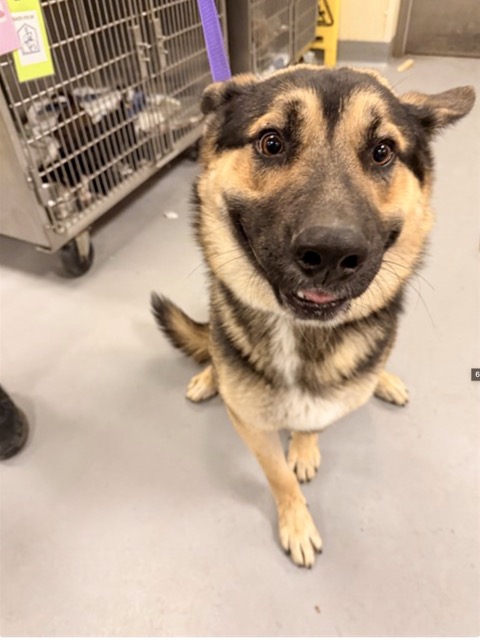 Fee Waivers. Lightning, a 1 year old, 70 lb Shepherd mix, at the San Jacinto Shelter. RCDAS