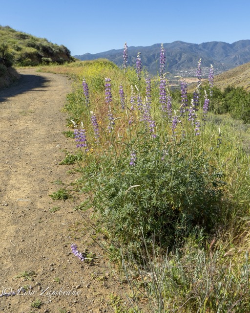 Walker Canyon in Lake Elsinore is in Bloom. Photo by Lisa Zambrano