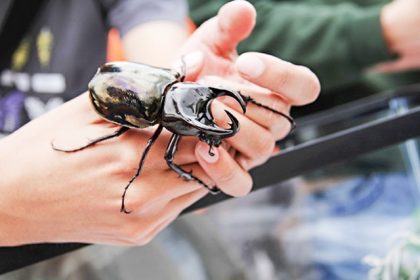 Bug Fair. City of Riverside