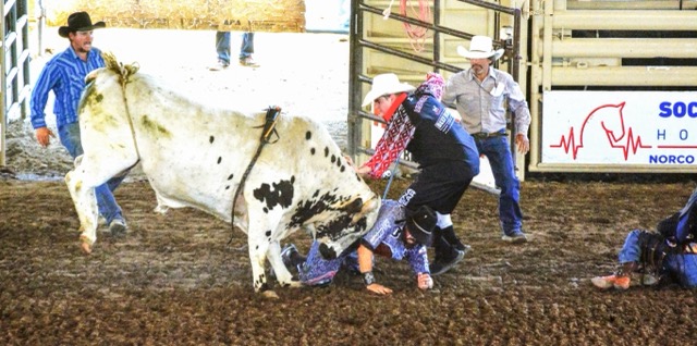 Ricky Hallam (left in blue), Koltyn Misner (center in red), Romero Bieza (right in gray) try to distract “Spotted Bunny” the bull as he goes after Rodeo Bull Fighter Cole Bates (on ground) after Bates tripped over rider Adriel Santizo trying to protect Santizo. The trio got the bull to turn away, and Bates and Santizo jumped up and scrambled to safety during the Bull Riding competition Sunday at the Norco Horse Week Rodeo.
