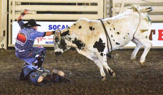 Rodeo Bull Fighter Cole Bates, trying to distract the bull named “Spotted Bunny,” trips over the thrown rider Adriel Santizo, who was trying to crawl to safety. The bull turned and started head-butting Bates, but Ricky Hallam, Koltyn Misner, and Romero Bieza were able to jump in and distract the bull, allowing Bates and Santizo to scramble away during the Bull Riding competition Sunday at the Norco Horse Week Rodeo.