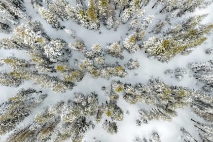 Snowpack in California. An aerial view of snow-capped trees after a winter snowstorm near Soda Springs on Feb. 20, 2026. Credit: Photo by Stephen Lam, San Francisco Chronicle via Getty Images