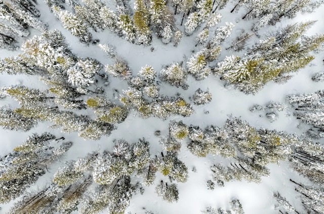 Snowpack in California. An aerial view of snow-capped trees after a winter snowstorm near Soda Springs on Feb. 20, 2026. Credit: Photo by Stephen Lam, San Francisco Chronicle via Getty Images