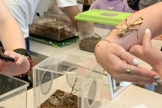 Riverside Insect Fair. UCR grad student Helen Vo (pictures left) is holding a millipede and visitor Sophia Gnomes (pictures right) is holding a praying mantis Inside the touch a bug event. Credit: Mia Rotell