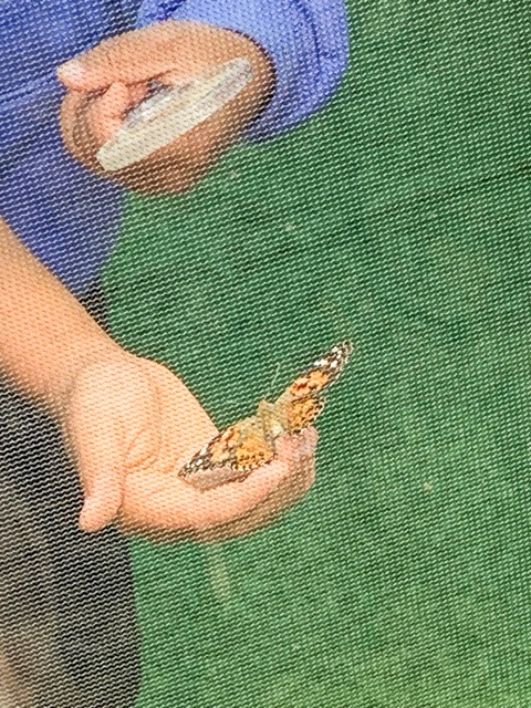 Riverside Insect Fair. Two butterfly tents held young butterflies that people could walk in and touch. The butterflies were released once the event was over at 4 p.m. Credit: Mia Rotell