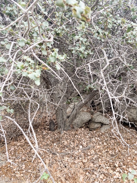 Historic Ancient Oak