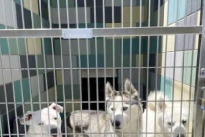 County Shelter