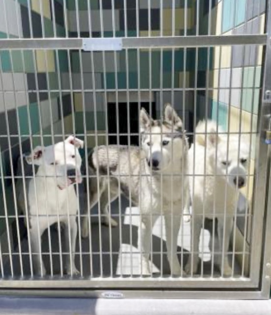 County Shelter