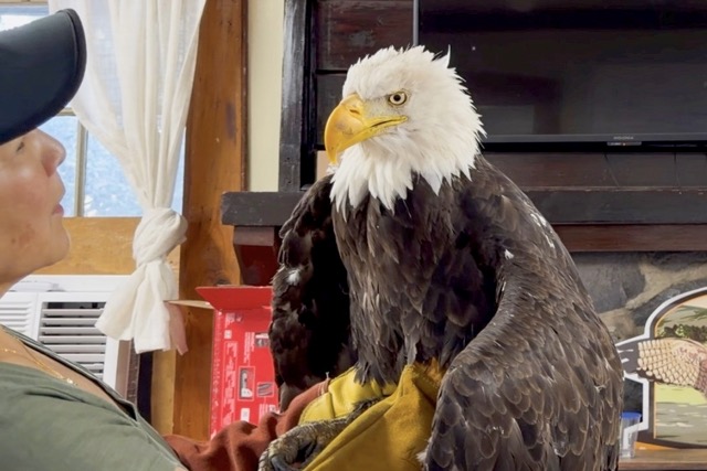 Jackie the bald eagle is examined on July 18, 2026, at the Los Angeles County Parks San Dimas Raptor Rescue Center in San Dimas, Calif.
Credit: Los Angeles County Parks San Dimas Raptor Rescue Center via AP
