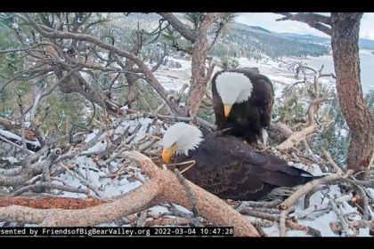 Jackie. In this remote camera image by Friends of Big Bear Valley and Big Bear Eagle Nest Cam, released by the U.S. Forest Service shows a pair of bald eagles, Jackie and Shadow, as they watch over their eggs in a nest high atop a tree along Big Bear Lake in Southern California on Friday, March 4, 2022. Snow coated their nest as a webcam watched the bald eagles warming a newly hatched chick and incubating a second egg at Big Bear Lake. Credit: Friends of Big Bear Valley and Big Bear Eagle Nest Cam/U.S. Forest Service via AP
