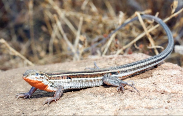 Orange Throated Whiptail Lizard, SW RivCo Multi-Species Reserve, Winchester