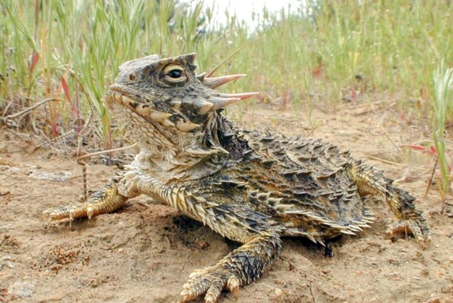 County Parks. San Diego Horned Lizard, SW RivCo Multi-Species Reserve, Winchester