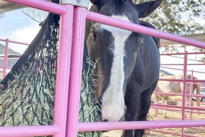 Batman, a Quarter Horse, eats lunch at Rose Ranch in Murrieta. Quarter Horses are bred for short-distance sprinting, capable of reaching their top speed over a quarter-mile distance. Credit: Mia Rotell