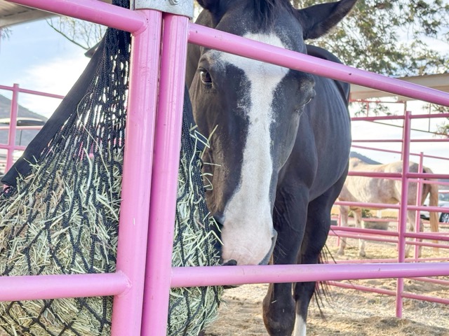Batman, a Quarter Horse, eats lunch at Rose Ranch in Murrieta. Quarter Horses are bred for short-distance sprinting, capable of reaching their top speed over a quarter-mile distance. Credit: Mia Rotell
