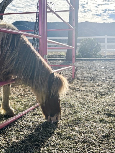Clover, one of the miniature horses at Rose Ranch, sticks its head outside the stables to eat what fell from his bag. The facility's stables are painted pink because "it's a happy color," according to program founder Kalysta Rose.

Credit: Mia Rotell