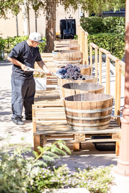 Featured Photos 10-02-2026. Edward, a staff member, loads wine barrels with grapes before the grape stomp begins at the South Coast Winery Resort and Spa’s 25th Grape Stomp in Temecula, Saturday, September, 26.