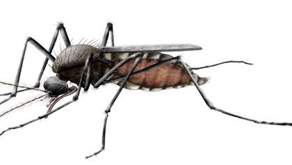 Anti-Mosquito Spraying0