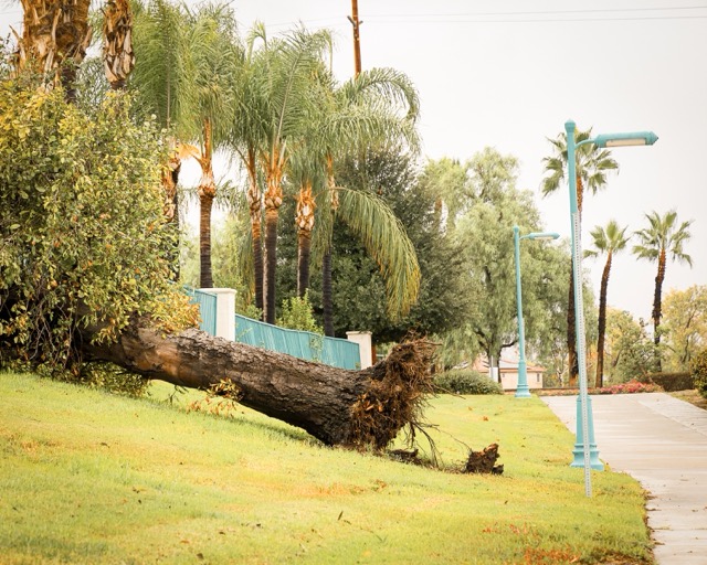 Tropical Storm Rachael brought heavy rain and wind to our local communities on Sunday, October 11, blowing down construction fencing in Winchester, submerging picnic tables and uprooting trees at La Paloma Park, Menifee and sending stormwater surging through the wash beneath Menifee's newly completed Freedom Bridge on Bradley Road.
